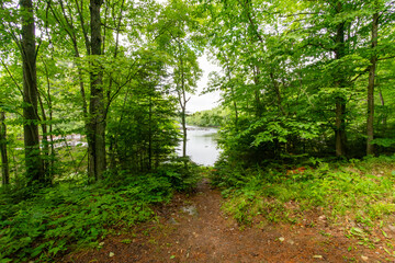 Peering through the treeline to the rocky river in the distance.
