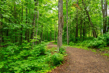 Fototapeta premium An improved hiking trail wanders through a Wisconsin woods.