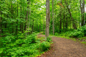 An improved hiking trail wanders through a Wisconsin woods.