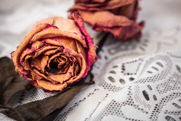 Withered and dry red roses in golden tones laid on top of a white embroidered fabric with empty...