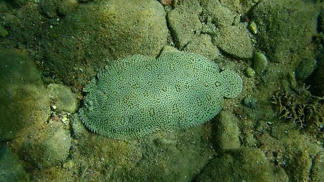 Flat fish or sand Moses sole &ndash; Pardachirus marmoratus is regular inhabitant of the Red Sea. It belongs to family Soleidae, inhabits sandy areas of coral reefs, has camouflage color and flat body shape