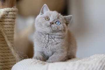 Edle und imposante Britisch Kurzhaar Kitten