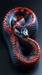 Obraz premium Red-bellied Black Snake slithering across the studio floor