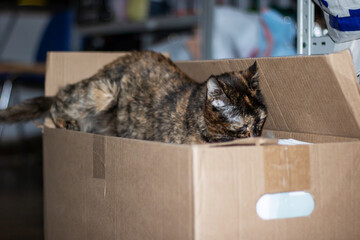 Calico Cat resting in a shipping box with whiskers and fur