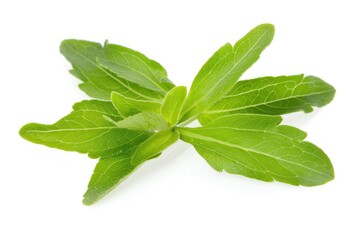 Obraz premium Stevia Leaves Isolated on White Background. Herbal Fresh Green Leaves of Stevia Plant