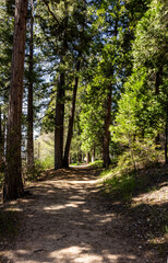 The  south shore trail in Lake Arrowhead in California. Shot 3 May 2024.