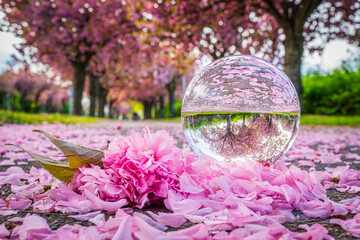 Kirschblüten im Holzweg in Magdeburger in der Glaskugel