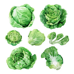 Watercolor painting of a iceberg lettuce, isolated on a white background, iceberg lettuce vector, drawing clipart, Illustration Vector, Graphic Painting, design art, logo