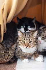 Fototapeta premium Three Felidae in cage staring at camera with whiskers and fur