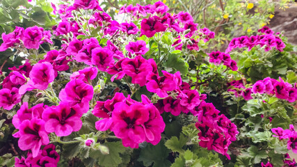 Field of beautiful geranium flowers