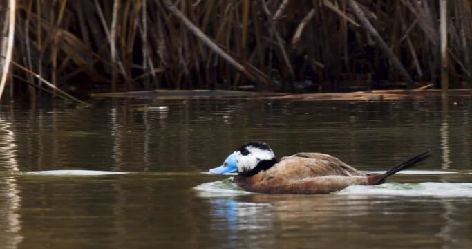 White-headed duck, a swimming duck species, usually lives in fresh waters and sea coasts. They feed by eating living creatures, greenery and plankton in the water with their spatula-shaped beak.