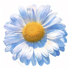 Radiant Daisy Bloom: Stunning Aquarelle Rendition Perfect for Floral Art and Nature-Themed Projects