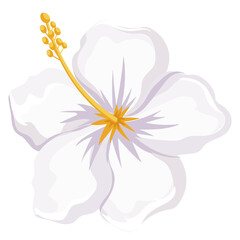 hibiscus flower with color hand draw style