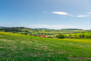 Lush Green Field With Yellow Flowersz