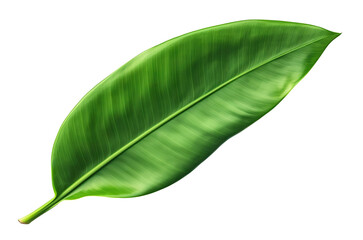 Fototapeta premium Fresh, lush green banana leaf, cut out