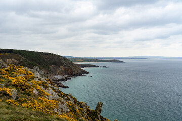 Les falaises de la baie de Douarnenez s'animent de splendides ajoncs en fleurs jaunes, offrant un spectacle vibrant et coloré qui illumine les rivages de la presqu'île de Crozon, une ode à la beauté s