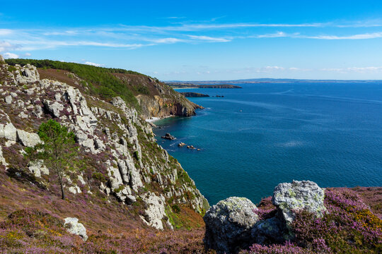 Les bruy&egrave;res en fleurs bordent les falaises, offrant une vue imprenable sur la mer d'Iroise depuis la presqu'&icirc;le de Crozon, une symphonie de couleurs et de parfums en harmonie avec l'oc&eacute;an.