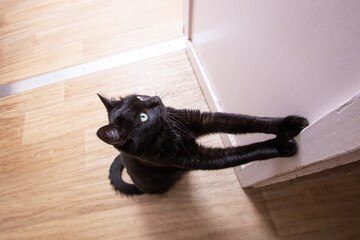 Black cat stretching its paw towards the camera