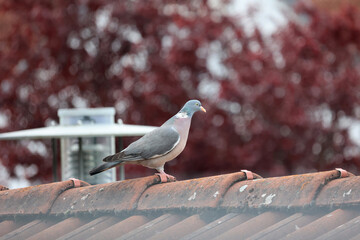 Wild pigeon sitting on a tiled roof
