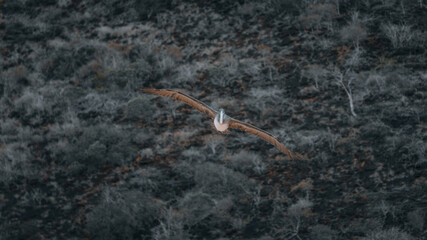 Galapagos Brown Pelican