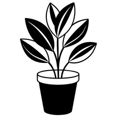 plant in flowerpot
