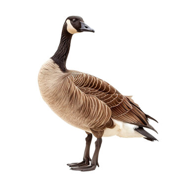 Canada goose on white background,png