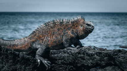 Marine iguanas