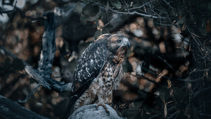 Galapagos hawk