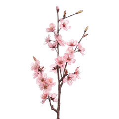 Cherry blossom flower stalk on white background,png