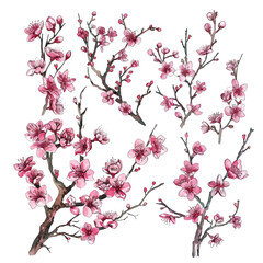 Fototapeta premium Cherry blossom flower stalk on white background,png