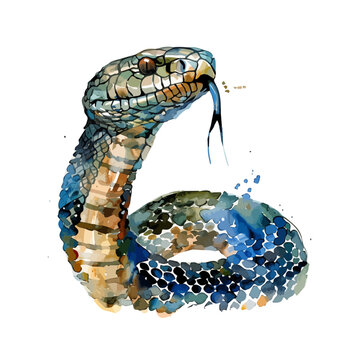 recommend clip art: Watercolor drawing of a Cobra snake, isolated on a white background, clipart image, Illustration painting, design art, Cobra snake vector, Graphic logo, drawing clipart. 
