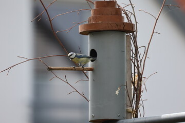 Titmouse at the entrance to the bird house