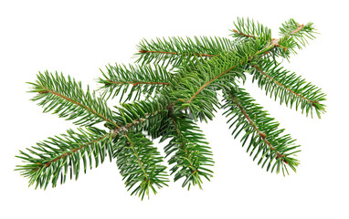 Christmas tree branches on white background,png