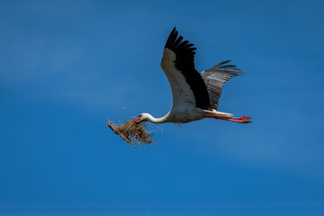 Stork in flight. Stork in their natural environment.
