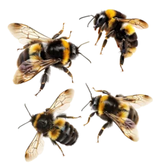 Collection of a flying bumblebee bee and wasp on white background,png