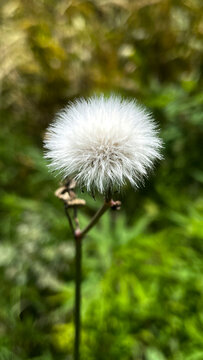 Fluff ball of sow thistle perry van munster flower. Close-up of dandelion flower.