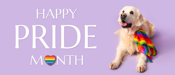 Cute labrador dog with LGBT flag lying on purple background