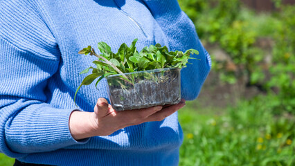 A woman is holding a small plant in her hands. The plant she is holding could be a terrestrial...