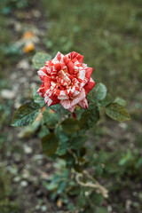 red and white rose in garden