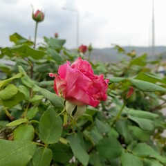 pink rose in garden