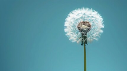 A Blue Wall with a White Dandelion - Clean Interior, Gentle Botanical Decor, and Contemporary Art Simplicity