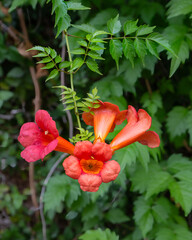 Close up of Crossvine, Bignonia capreolata, red trumpet flowers, foliage. Details inside of flower....