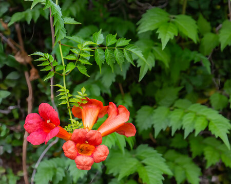Crossvine, Bignonia capreolata, red trumpet flowers, with thick foliage. Native vine. Horizontal image.