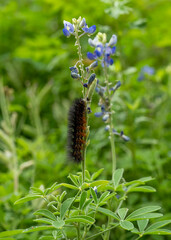 Caterpillar of the Salt Marsh Moth, Estigmene acrea, on Texas blue bonnet. A densely hairy, nonpoisonous caterpillar that is native to the United States. Vertical image.
