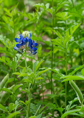 A close up of a spike of the blue and white flowers of Texas bluebonnet, lupinus subcarnosus, with...