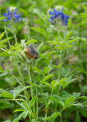 Caterpillar of the Salt Marsh Moth, Estigmene acrea, feeding on Texas blue bonnet. Several bluebonnet flowers are blurred in the background. Vertical image.