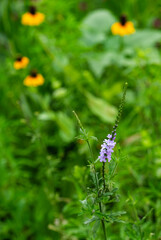 A spike of the lavender flowers of Texas vervain, Verbena halei, in a field with blurred flowers in the background. Vertical image.
