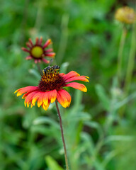 A black and white Texas leafcutter bee, Megachile texanae, on a gaillardia flower. The bee has lots of pollen on its legs and underside. Vertical image.