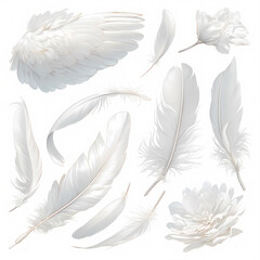 Graceful Swan Feathers Isolated on a Clean Background - Stock Photo