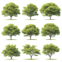 Experience the Beauty of Nature with Our Premium 3D Trees Isolated on Transparent Background. Perfect for Commercial Use and Graphic Design Projects.